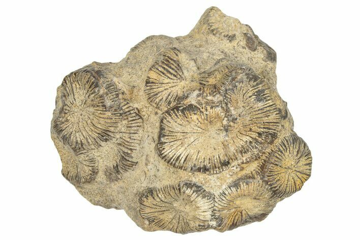 Jurassic Fossil Coral - Portugal #244811